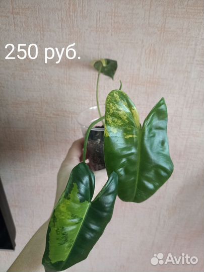 Филодендрон Бурле макс вариегатный