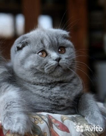 Голубые скоттиш фолд