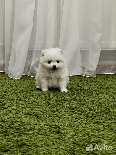 Щенки японского шпица