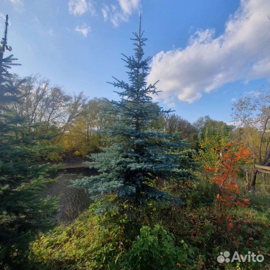 Ель голубая