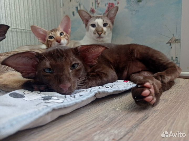 Кот ориентал