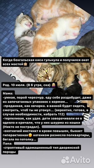 Котята