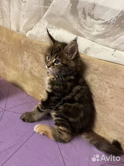 Котята мэйн-кун