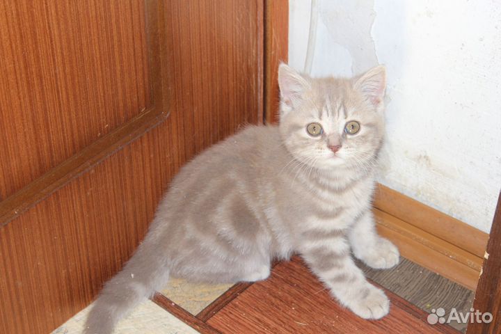 Британские котята