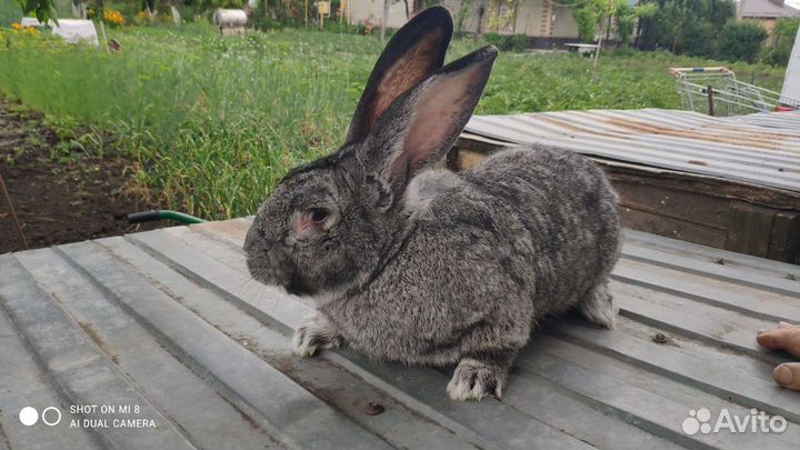 Кролики великаны, племянные, порода Фландр
