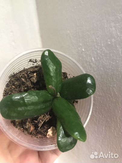 Хойи сортовые