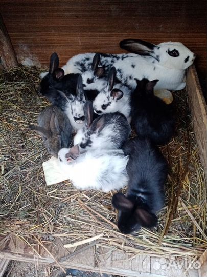 Кролики на. Развод