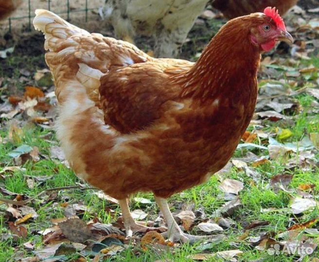 Курица несушка молодняк