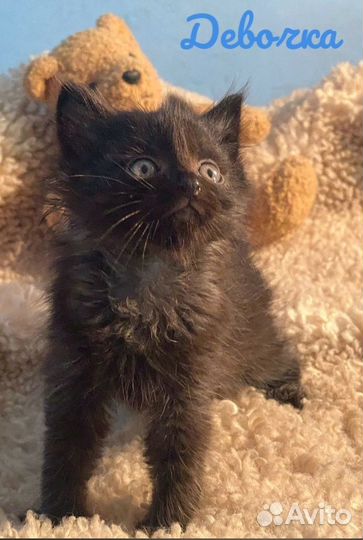 Котята и кошка в ответственные руки