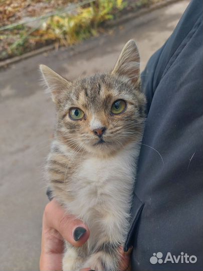 Котенок в добрые руки