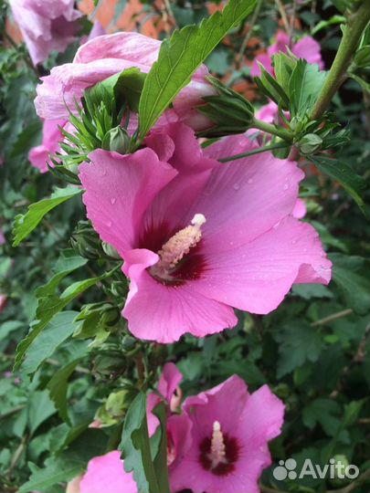 Гибискус, роза Сирийская