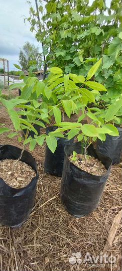 Саженцы Думбейского ореха