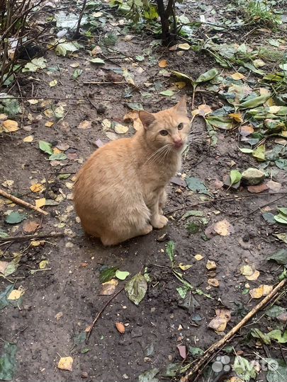 Кот