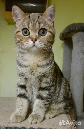 Британские котята