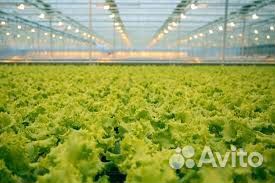 Разнорабочие В Тепличный Комплекс Оплата Ежедневно