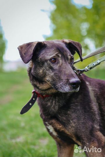 Собака в добрые руки отдам бесплатно
