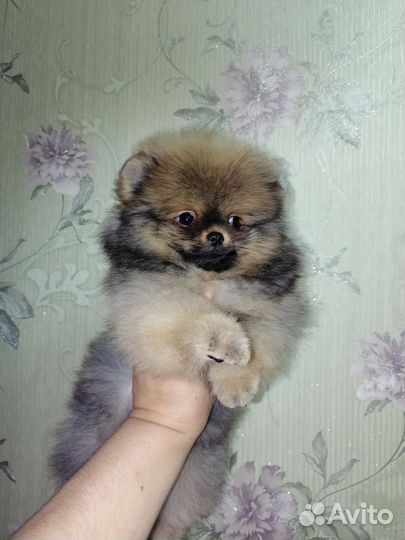 Мини мини шпиц