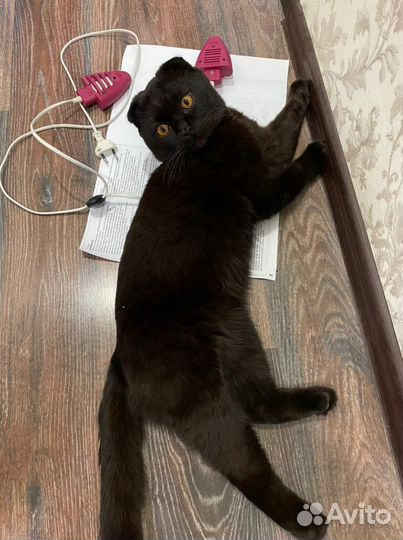 Шотландский вислоухий кот для вязки