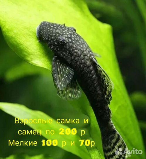 Гуппи Роголистник анцитрус Меченосец