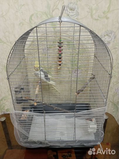 Попугай корелла с клеткой