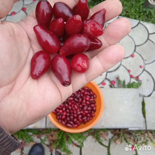 Саженцы кизила