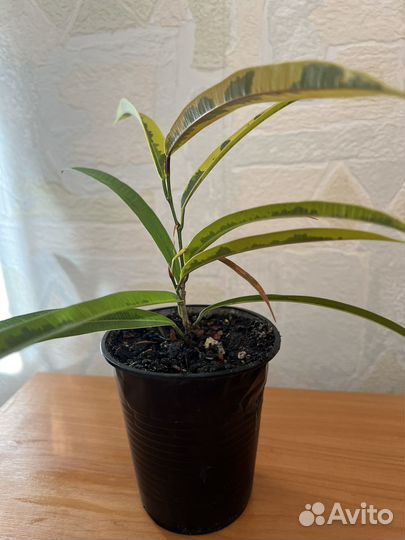 Фикус биннендийка