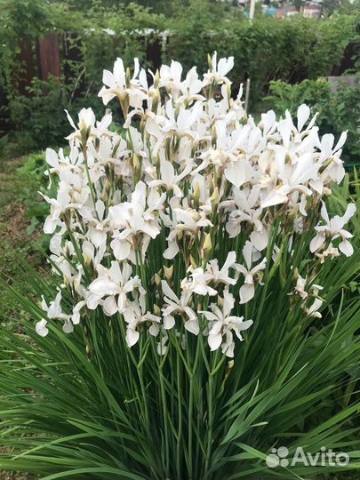 Ирис Сибирский белый