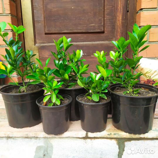 Саженцы самшита