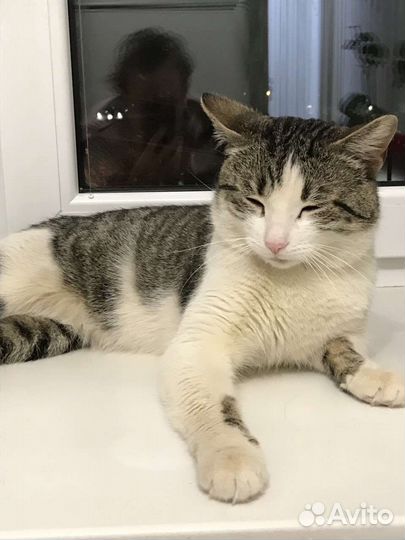 Джентельмен-Василий, в добрые руки