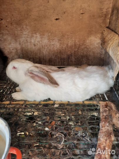 Кролики мясных пород