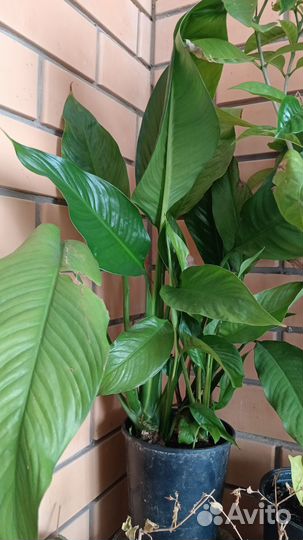 Спатифиллум