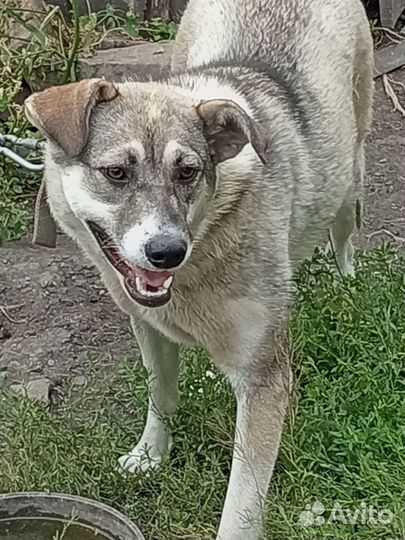 Щенки девчули