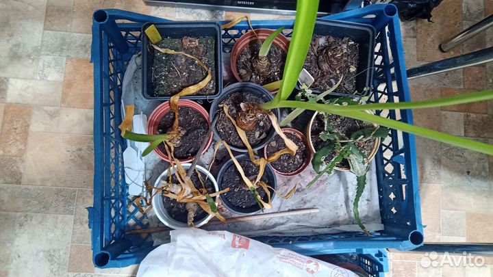 Домашние цветы бесплатно