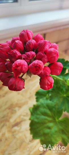 Герань сортовые тюльпановидные пионовидные