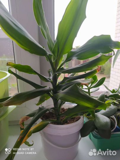 Пальма драцена