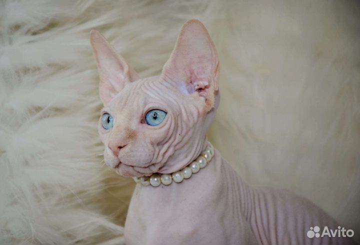 Канадский сфинкс котенок