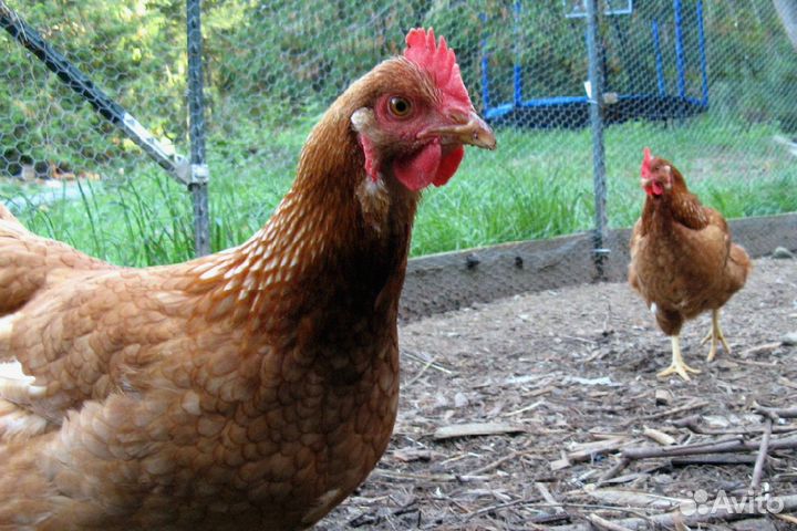 Куры несушки