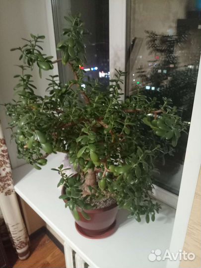 Денежное дерво