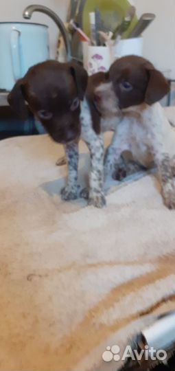 Курцхаар щенки