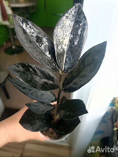 Замиокулька