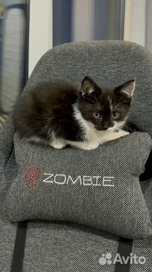 Котенок в добрые руки