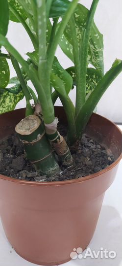 Диффенбахия