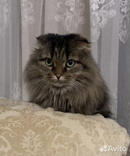 Вислоухая кошка в добрые руки