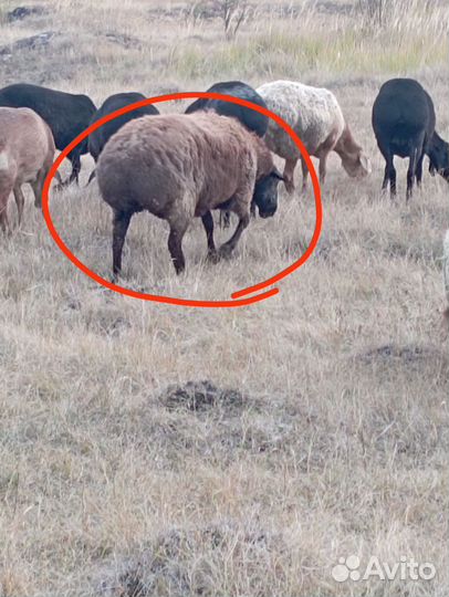 Курдючные бараны овцы