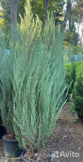 Можжевельник Блю Эрроу с гарантией приживаемости
