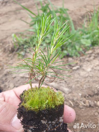 Сеянцы ели зкс от производителя