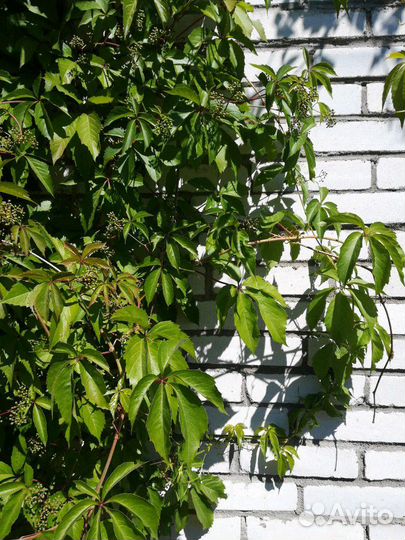 Виноград девичий