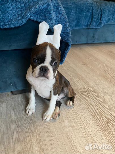 Бостон терьер щенки