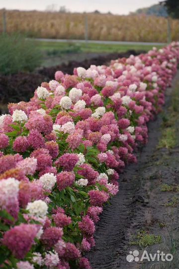 Гортензия Зинфин Долл, Пинк Шэйд