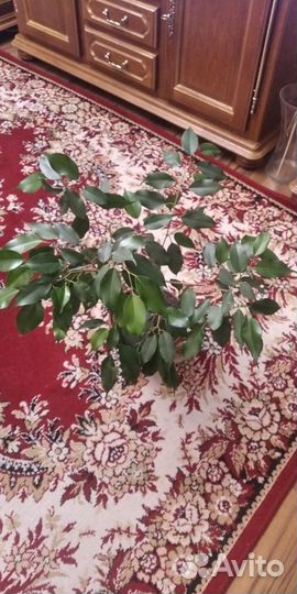 Фиалка Фикус
